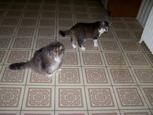 Our cats Abner (left) and Bill (right) on the kitchen floor.